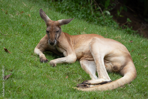 kangaroo in the grass © foreverhappy