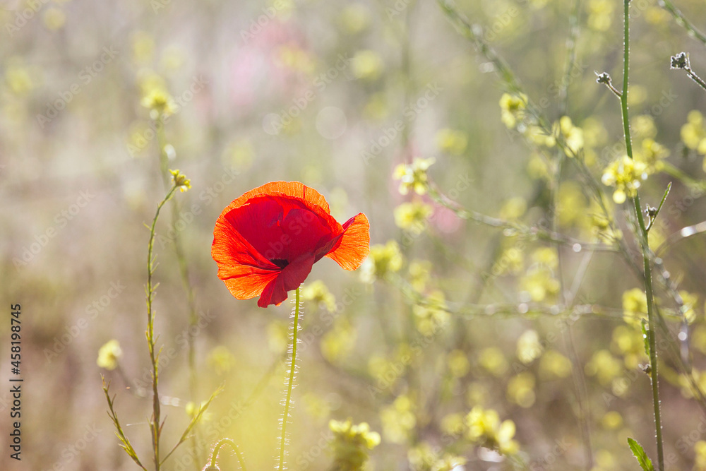 Fototapeta premium Single red Corn Poppy growing in a field of barley with selective focus and copy space - papaver rhoeas.