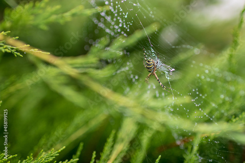 Photography to theme big tabby spider on dew web