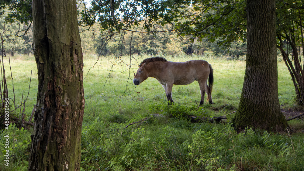 Horse in the wild