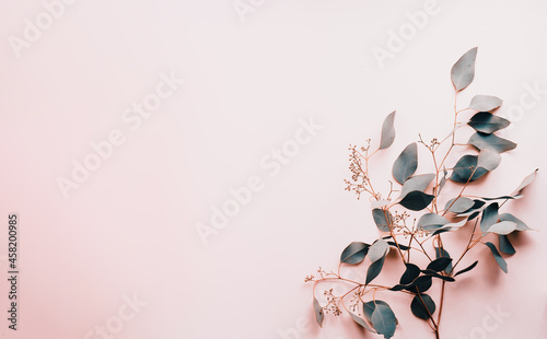 Pastel background and eucalyptus leaves  minimal clean photo for backgrounds  posters and cards. Copy space  flat lay.