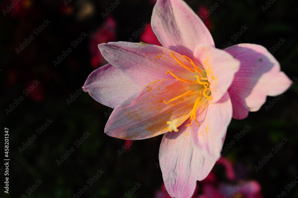 pink flowers on a black background , winter at north Thailand pink flowers on a black background , winter at north Thailand