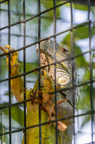 green iguana, iguana iguana, inside its cage in a zoo