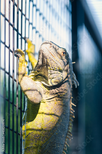 green iguana, iguana iguana, inside its cage in a zoo