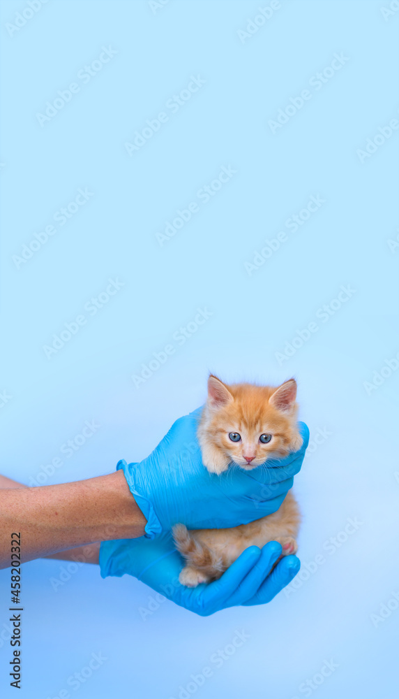 Ginger little kitten in a veterinary clinic and hands in blue medical gloves. The cat looks at the camera on a blue background. Banner. Vertical format with place for text - medicine, vaccination, pet Ginger little kitten in a veterinary clinic and hands in blue medical gloves. The cat looks at the camera on a blue background. Banner. Vertical format with place for text - medicine, vaccination, pet