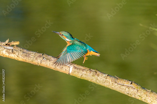 Kingfisher / Zimorodek
