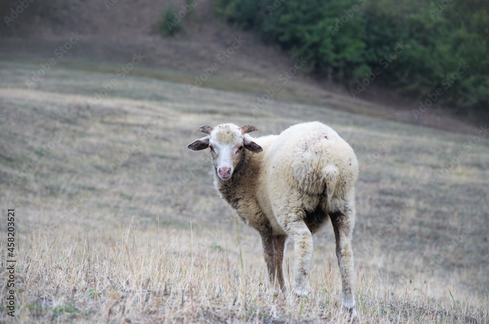 Fototapeta premium a sheep pet on a walk looks into the camera