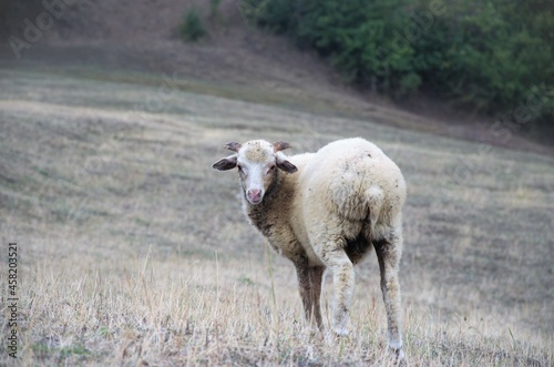 a sheep pet on a walk looks into the camera © Helena