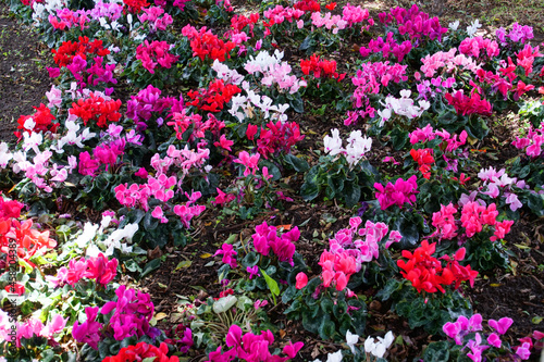 Fototapeta Naklejka Na Ścianę i Meble -  Flowers are like a carpet. Signs of spring. Bright, beautiful reds and whites. Horizontal view