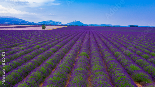 landscape with beautiful lavender field