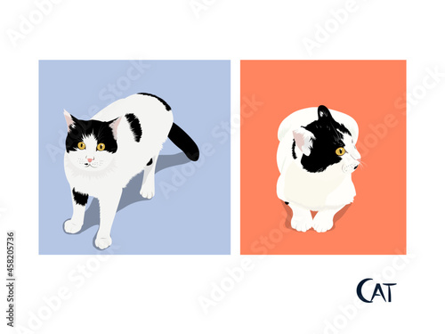 Cat illustration