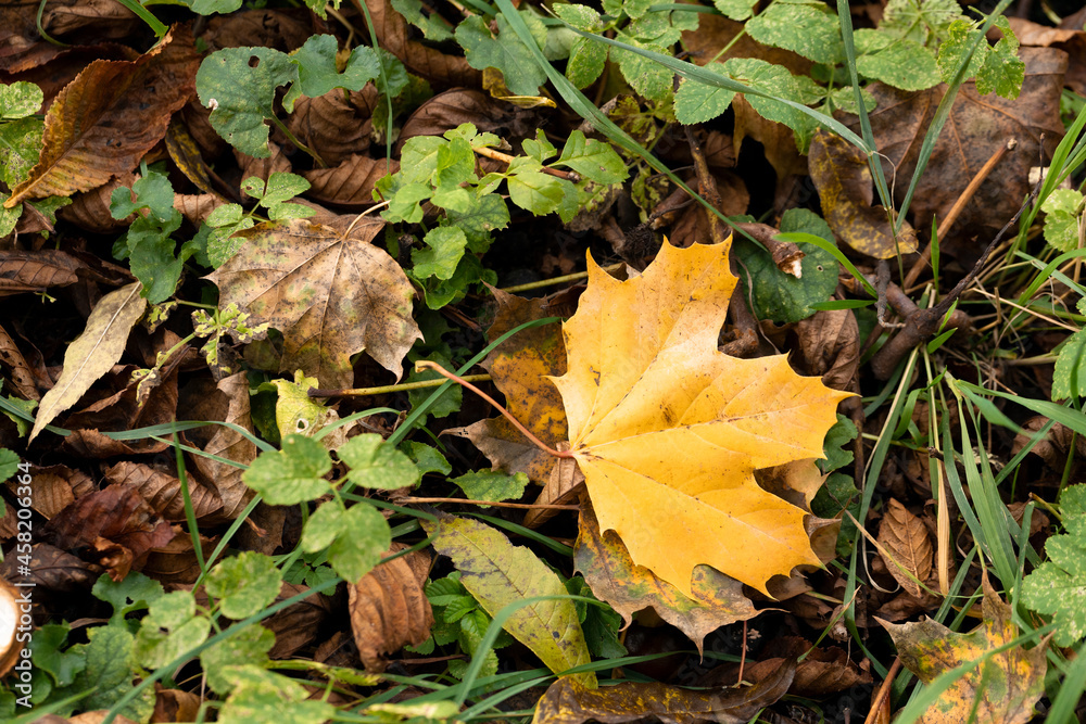 herbstgelbes Ahornblatt liegt auf dem grünen Gras herbstgelbes Ahornblatt liegt auf dem grünen Gras