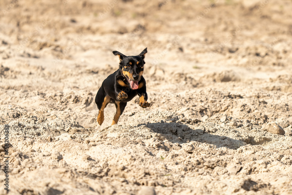 Jack Russell Terrier runs on yellow sand. The young brown black dog is playing and having fun. Seen from the front during the jump, with shadow Jack Russell Terrier runs on yellow sand. The young brown black dog is playing and having fun. Seen from the front during the jump, with shadow