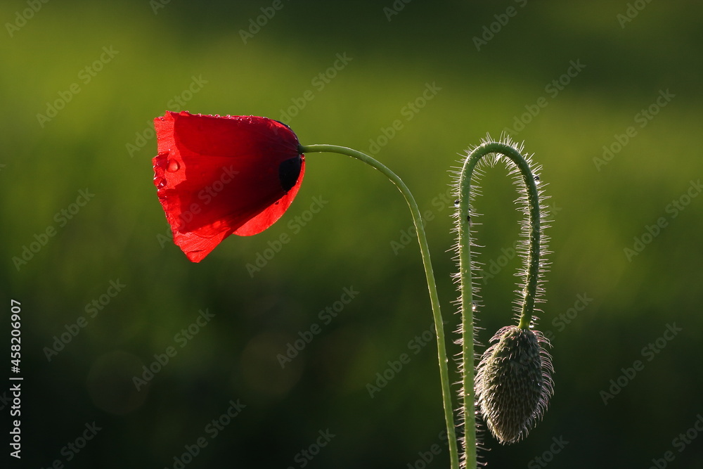 Obraz premium POPPIES