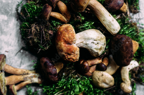Forest mushrooms on a gray background. White mushroom, Polish mushroom, butter dish