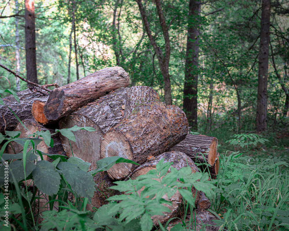 Fototapeta premium A prepared wooden firewoods in a forest