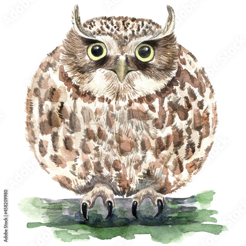 Watercolor eastern screech owl