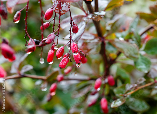 Barberry berries in raindrops. Barberry is highly valued in art for its color, and in cooking - for giving a sour tint to dishes.