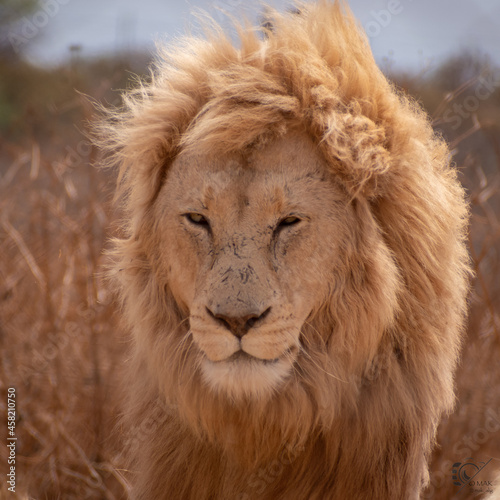 White South African Lion