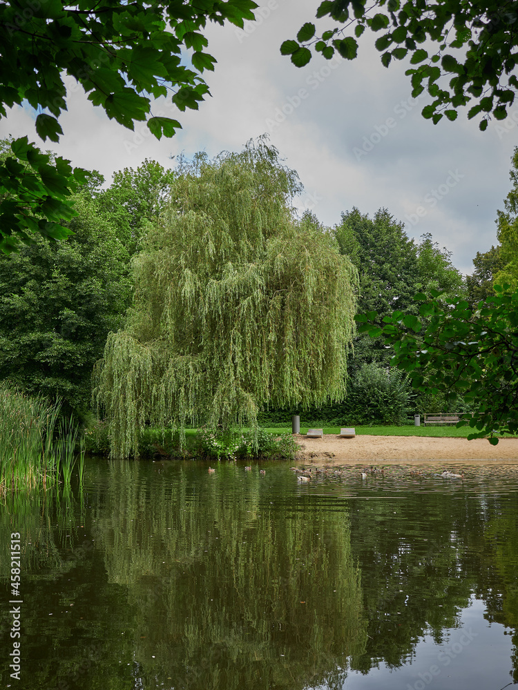 Weeping willow at the pond