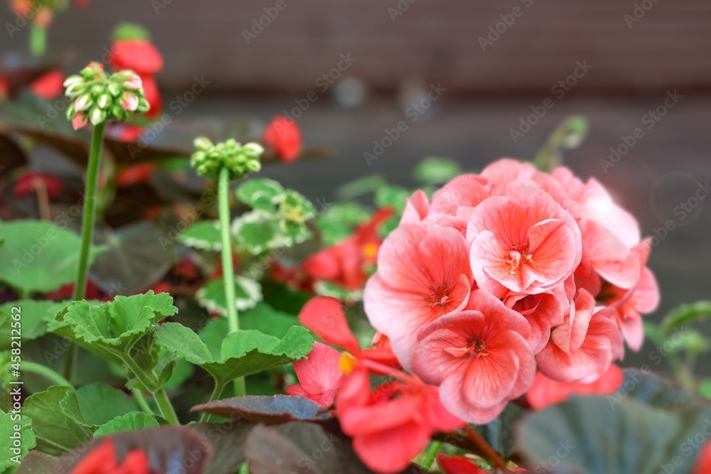 Beautiful pink flowers-geraniums