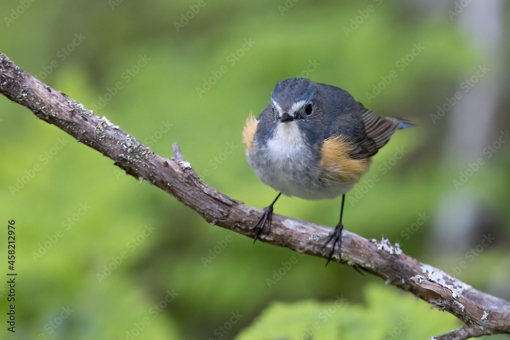 Fototapeta premium Red-flanked Bluetail