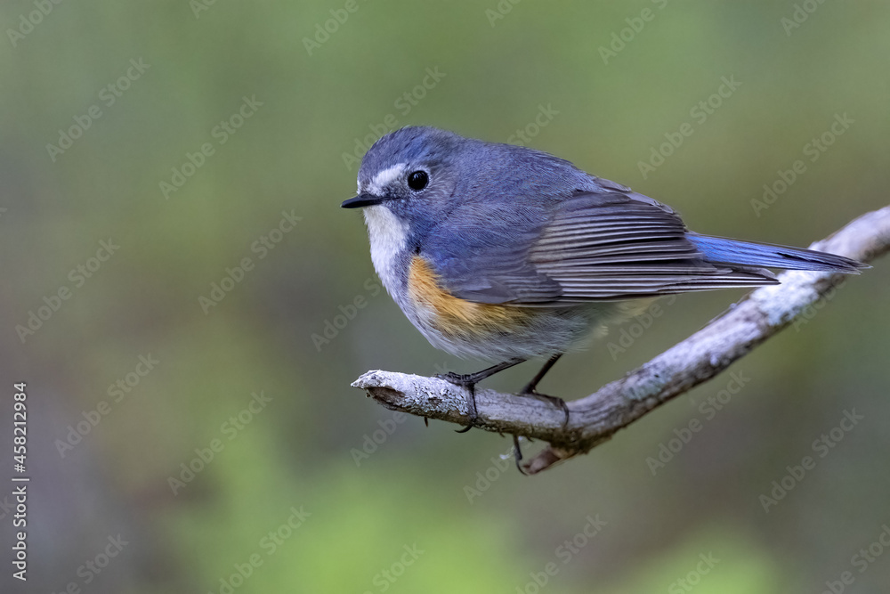 Red-flanked Bluetail Red-flanked Bluetail