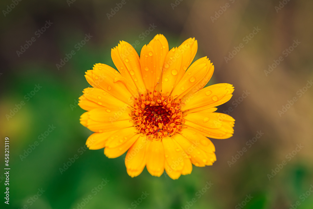 Close up view of an orange flower in the garden Close up view of an orange flower in the garden