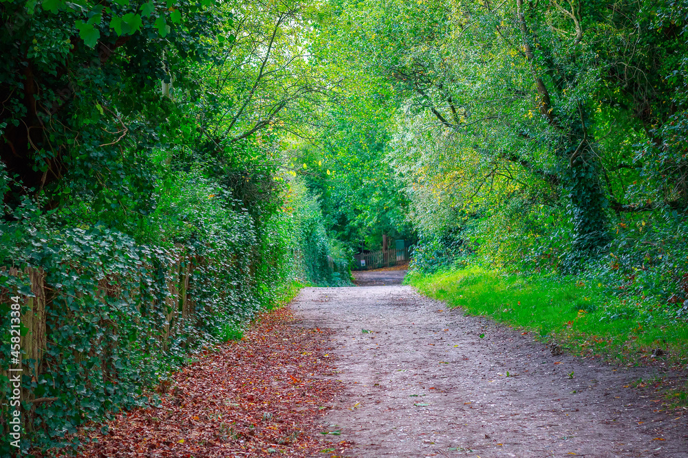 Fototapeta premium A walking trail in Hampstead Heath, London, England