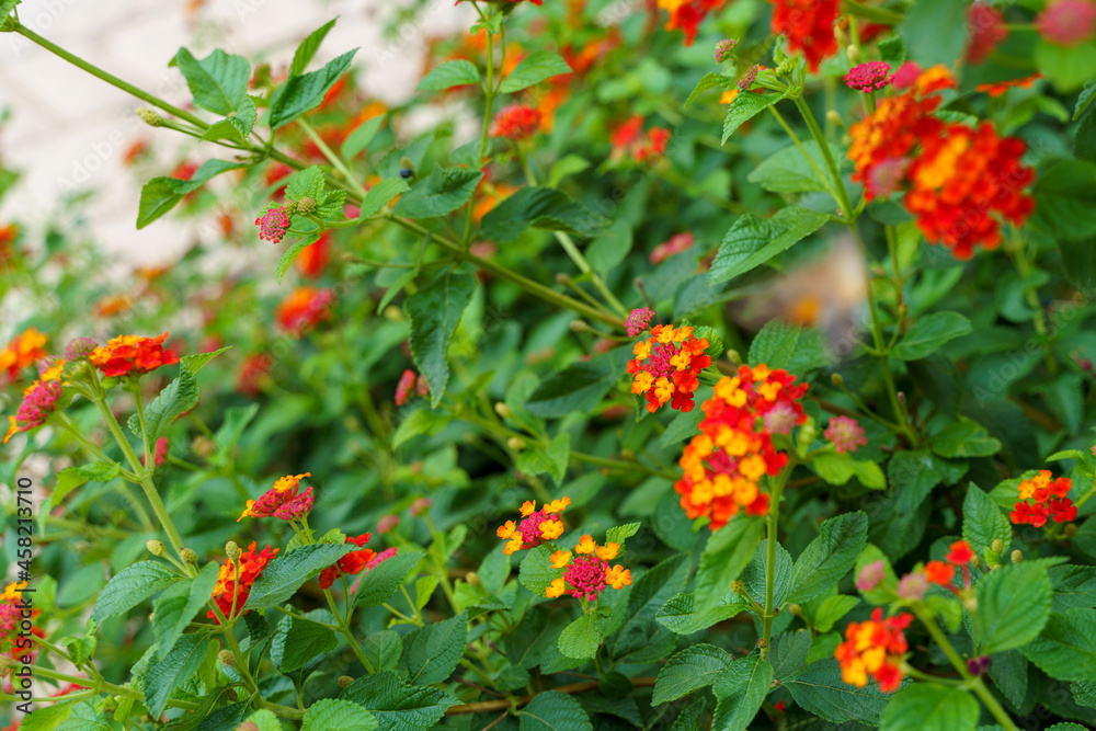 parterre de fleurs de Lantana camara