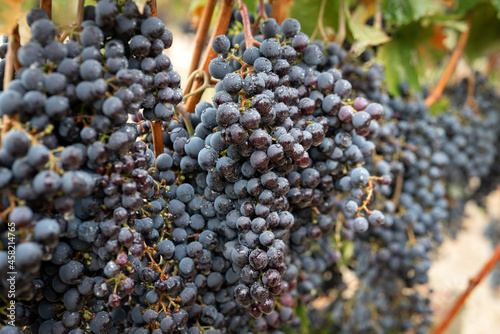 Close up of a vineyard with bunches of red grapes lush and ready to be harvested for wine production. Concept of: Wine, quality, nature, bio.