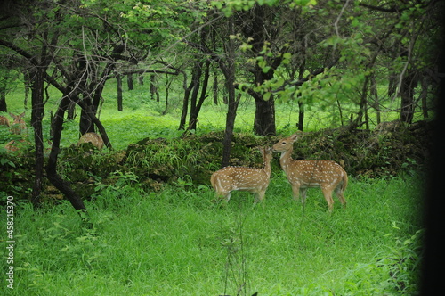 Green Forest