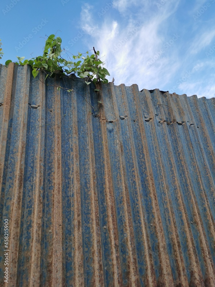 Fototapeta premium Ivy perched on an old galvanized fence
