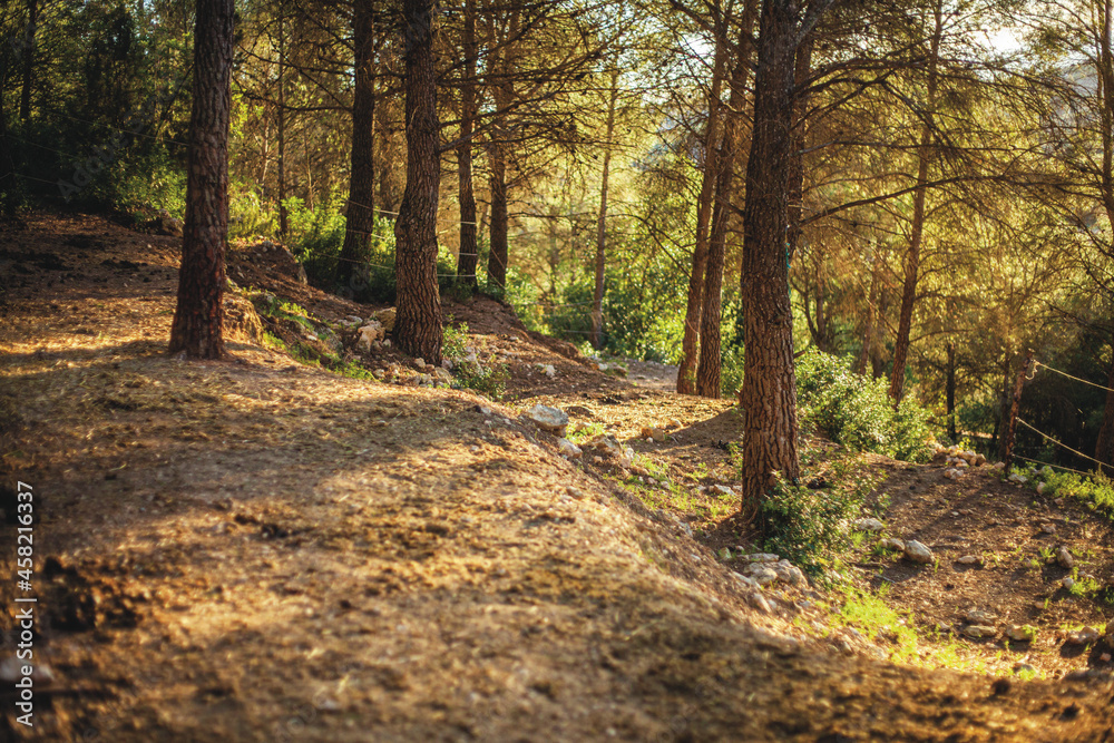 Obraz premium path in the woods