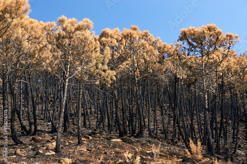 Fire in Jubrique, border with Sierra Bermeja in the Genal Valley, Malaga. Spain. September 2021 photo