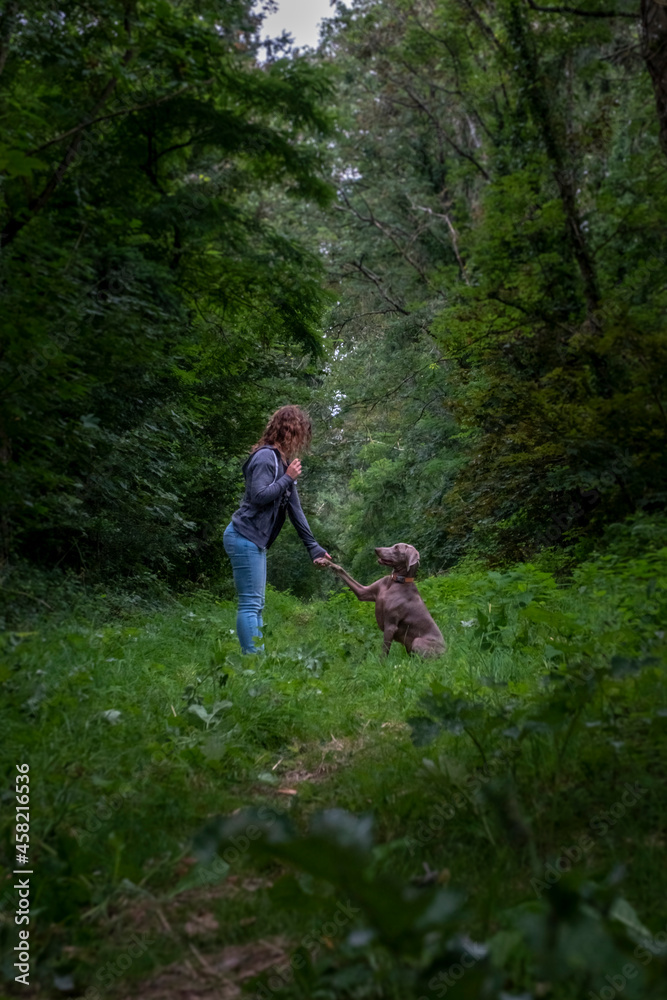 dog breed weimaraner playing with a young girl, giving the paw and sitting in front of the woman in the forest of the French Brittany of La forêt de Brocéliande