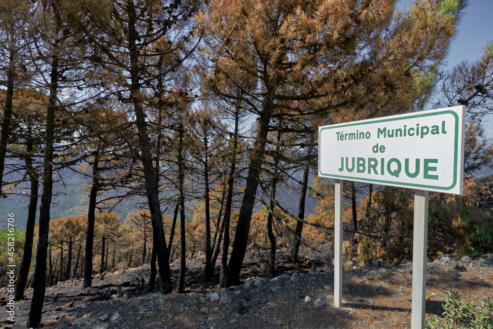 forest of logs burned in the fire in Jubrique, border with Sierra Bermeja in the Genal Valley, Málaga. Spain. September 2021
