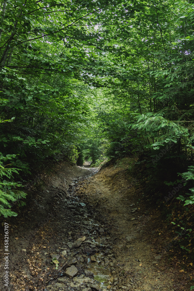 Country road through dense spruce green forest on spring morning Country road through dense spruce green forest on spring morning