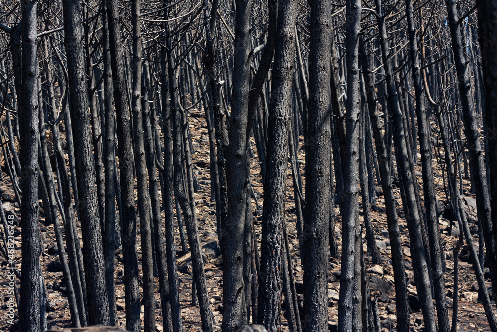 Obraz premium forest of logs burned in the fire in Jubrique, border with Sierra Bermeja in the Genal Valley, Málaga. Spain. September 2021
