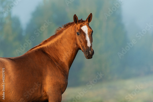 Portrait of Don breed horse on a foggy morning. Russian golden horse.