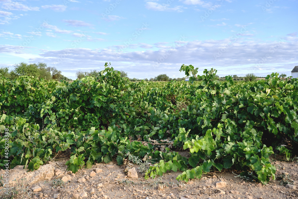Green vineyards in La Mancha