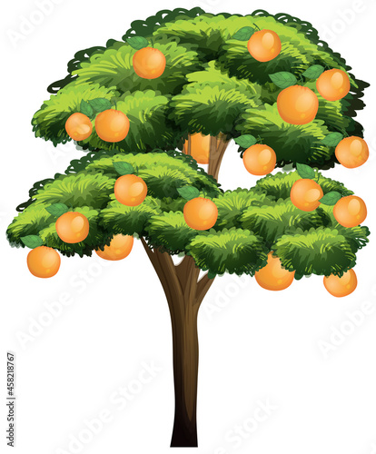 Orange tree isolated on white background