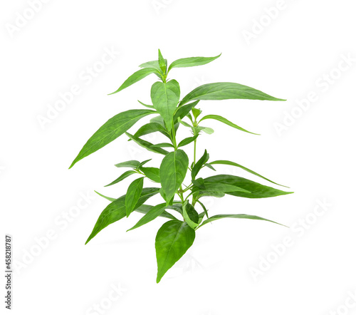 Branch of fresh Andrographis paniculata leaf isolated on white background. Thai herb medicine plant concept. photo