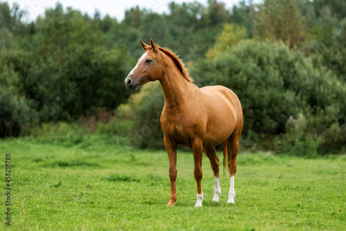 Obraz na płótnie Don breed horse standing in the field. Russian golden horse. w salonie