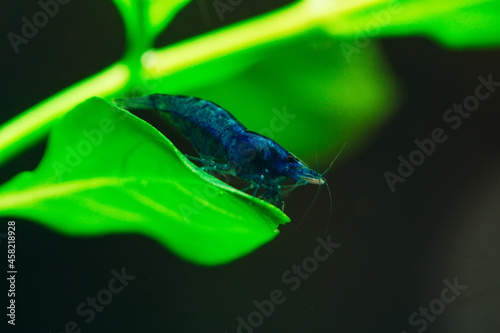 Blue dream neocardina shrimp aquarium hobby pets freshwater home photo