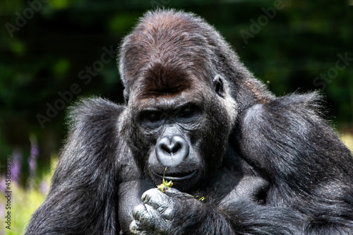 Gorille en gros plan  © guitou60