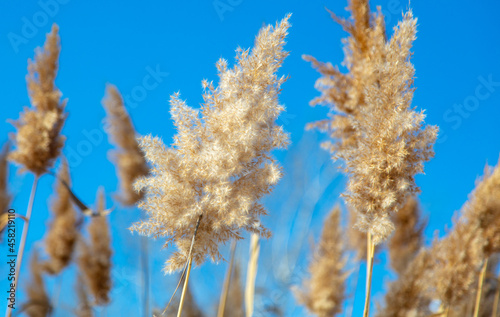 Reed on a background of blue sky.