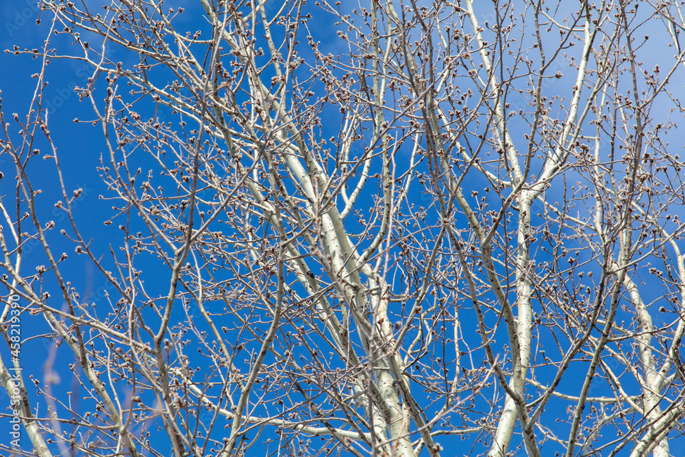 Obraz premium Bare branches on a tree against a blue sky.