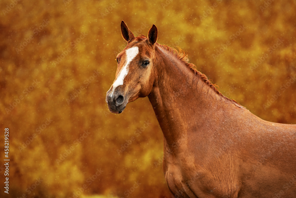 Fototapeta premium Portrait of Don breed horse in autumn. Russian golden horse.
