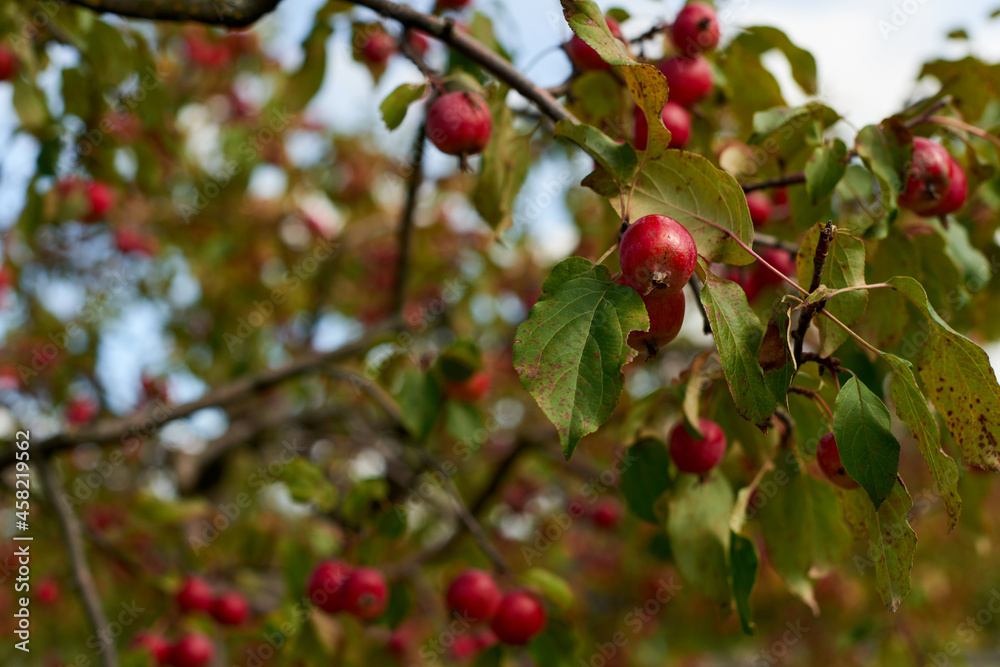 Fruits of a wild apple tree on a branch close-up. Branch with red apples.